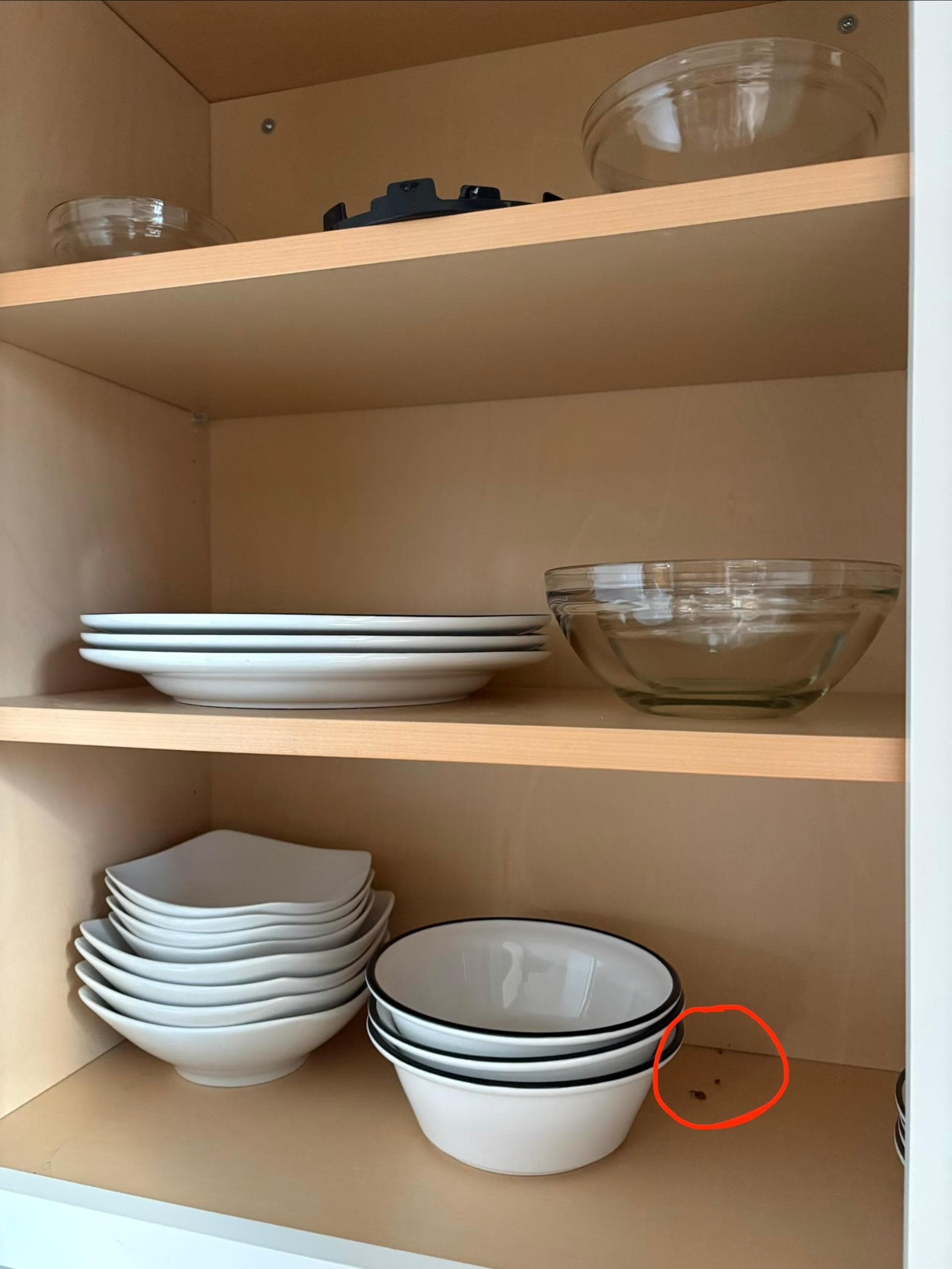 Bugs in kitchen cabinets among the limited supplies 