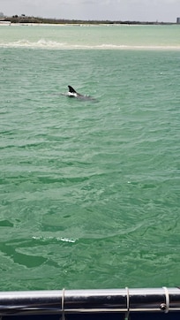 Dolphin watching cruise