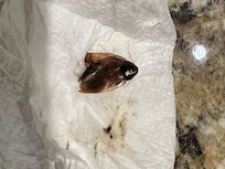 Bug I killed in the kitchen, 2 more of these drowned in the dishwasher after I trapped them in there. Not exactly sure what they are.