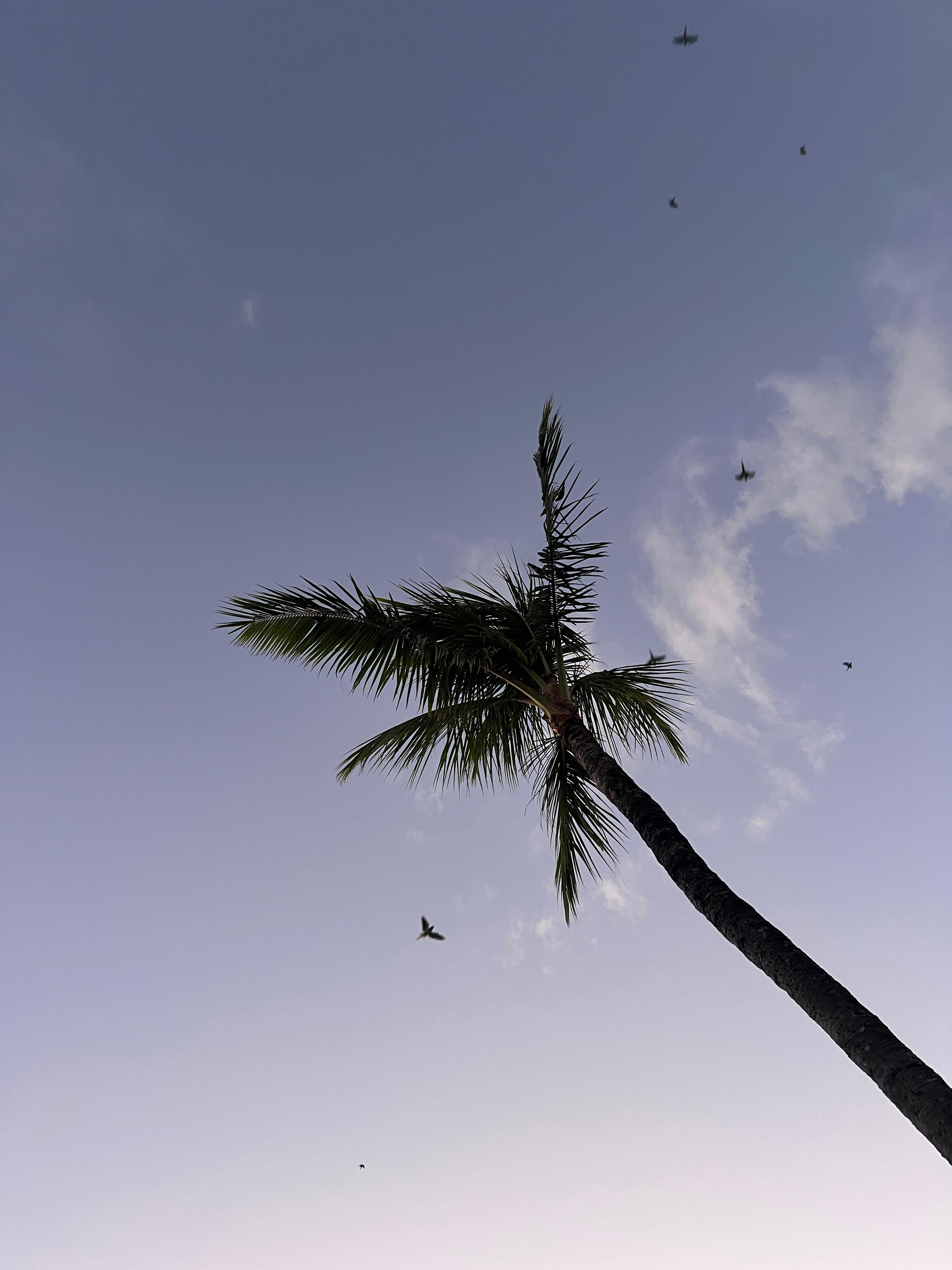 Birds finding the tree they will rest in for the night…. Goes on for about 10 minutes…. Almost every night 