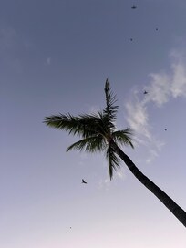 Birds finding the tree they will rest in for the nightâŠ. Goes on for about 10 minutesâŠ. Almost every night