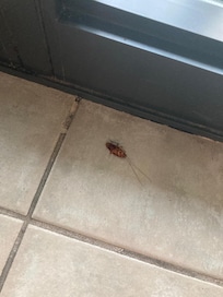 Dead roach when we arrived