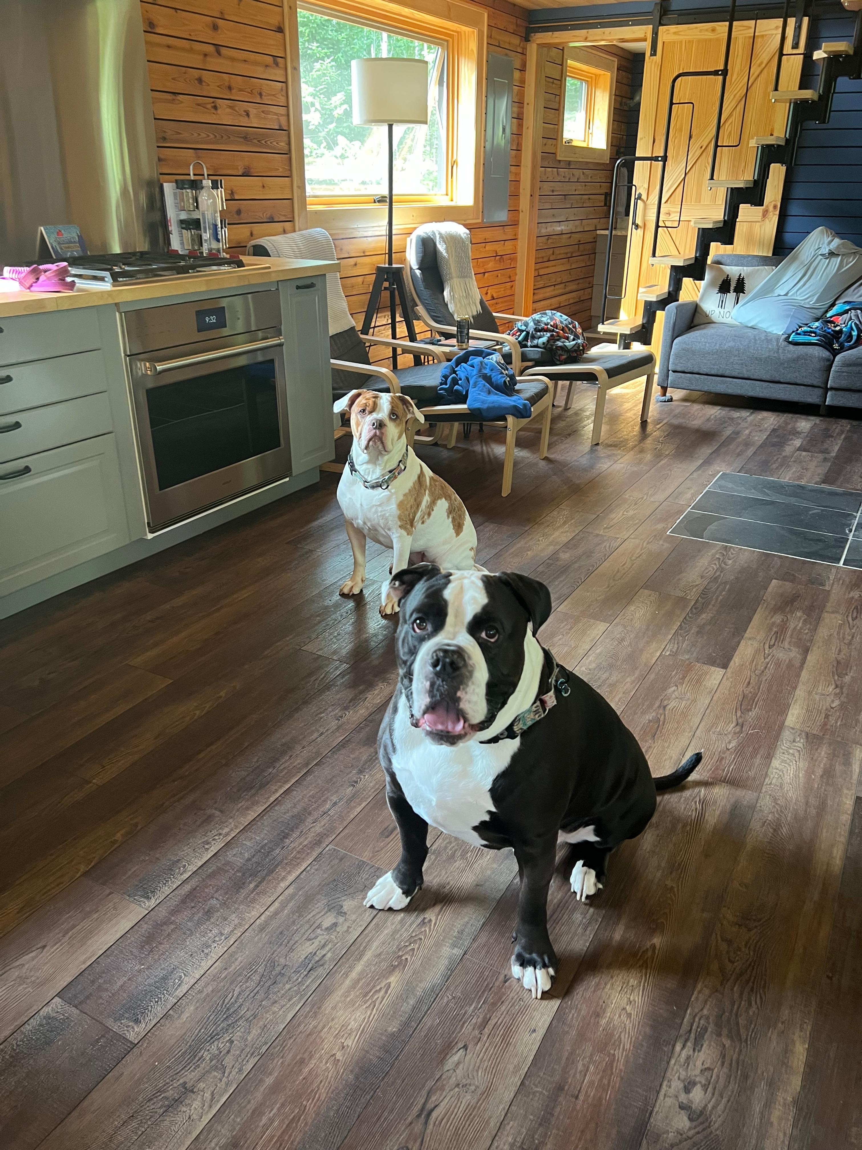 Our pups loving the cabin with us!