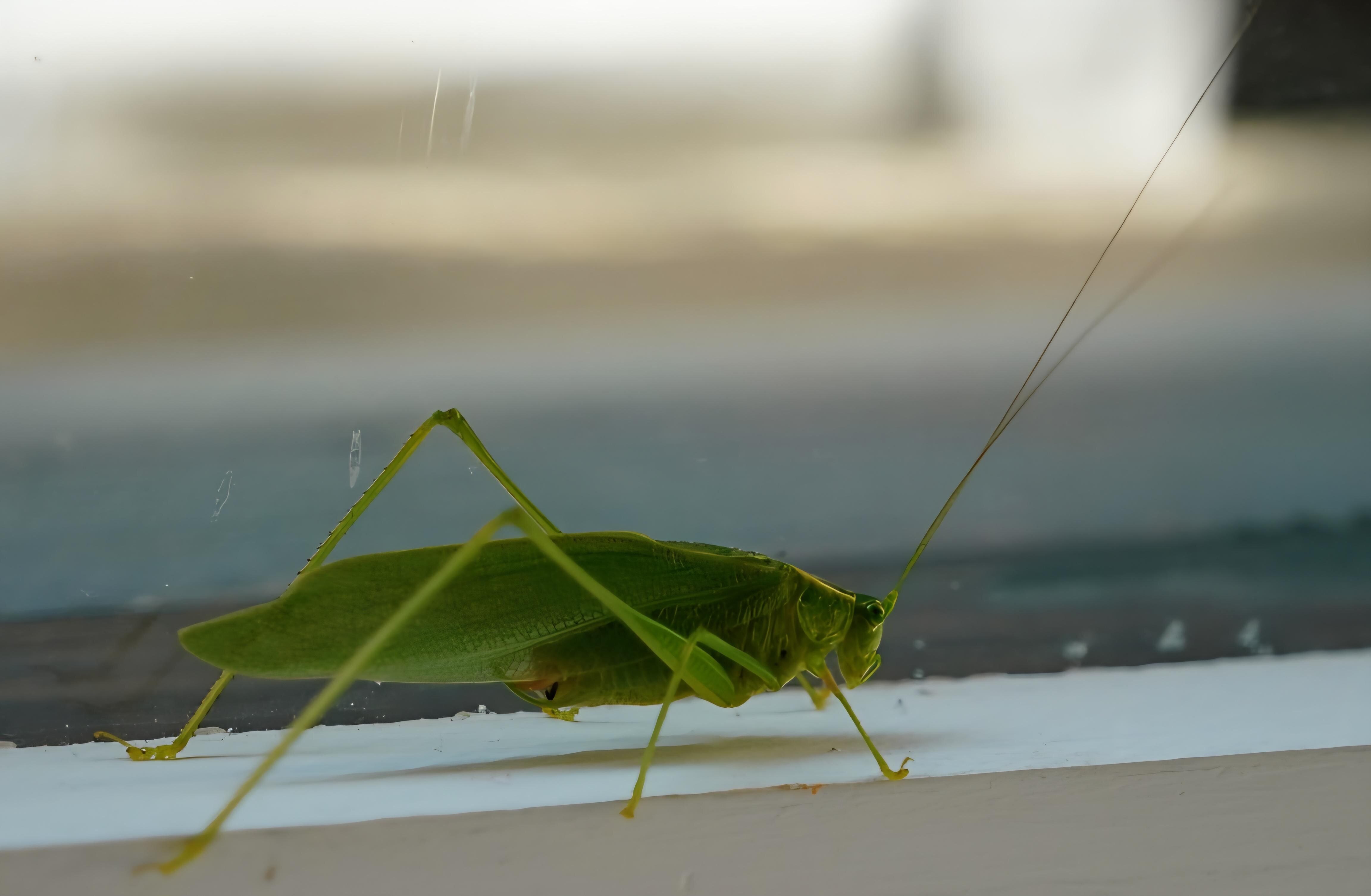 Bugs of all shapes and sizes liked the house too! 