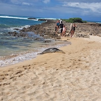 This is a monk seal on a nearby beach.