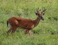 Buck in Cades Cove