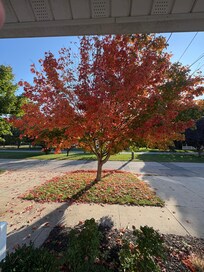Tree outside home
