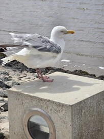 Die Möwen in Greetsiel