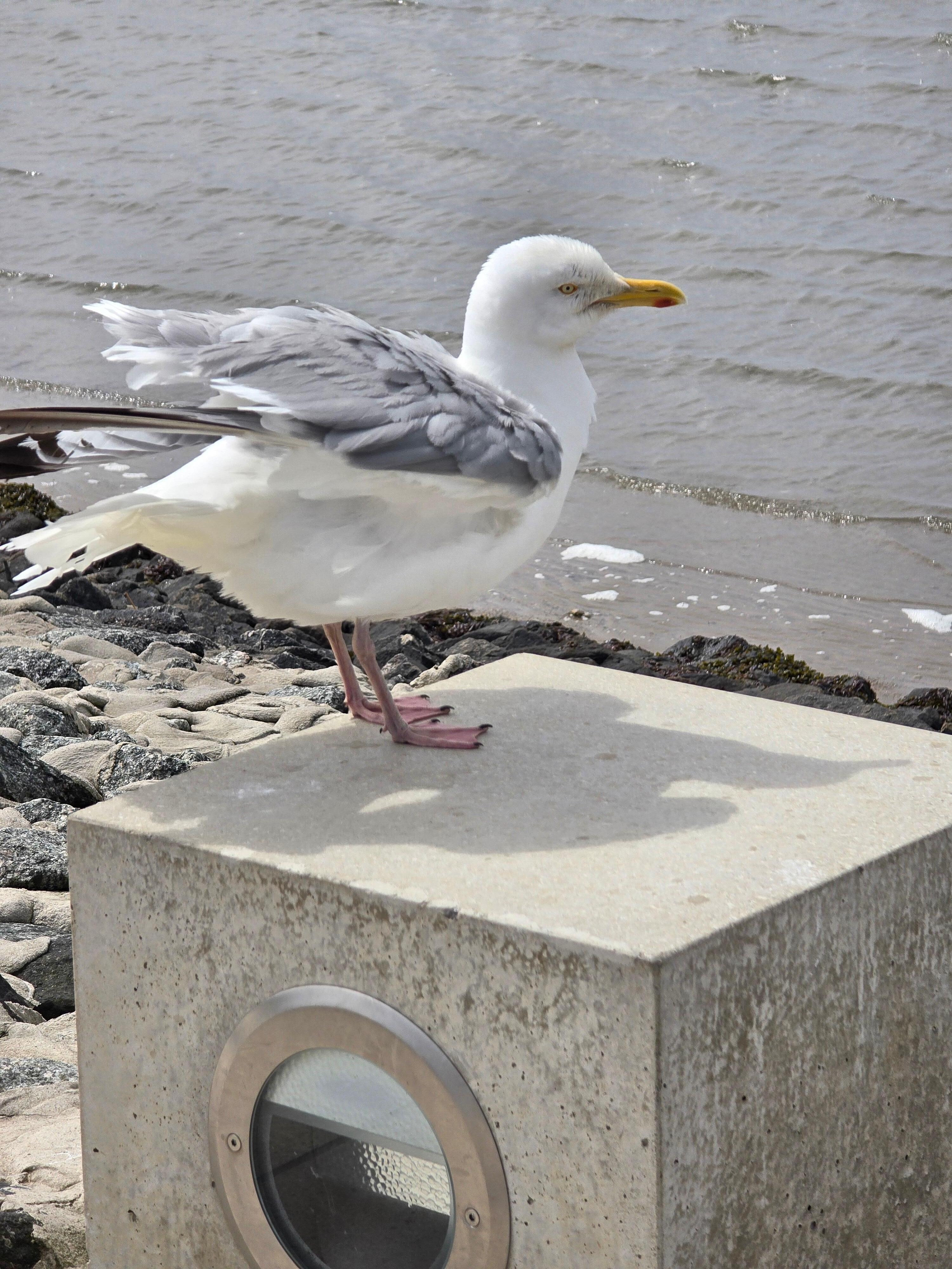Die Möwen in Greetsiel 