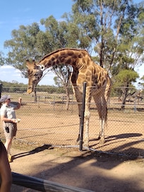 Keeper feeding giraffe's