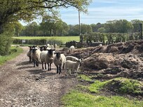 Friendly neighbours at the farm you drive through to reach the property.