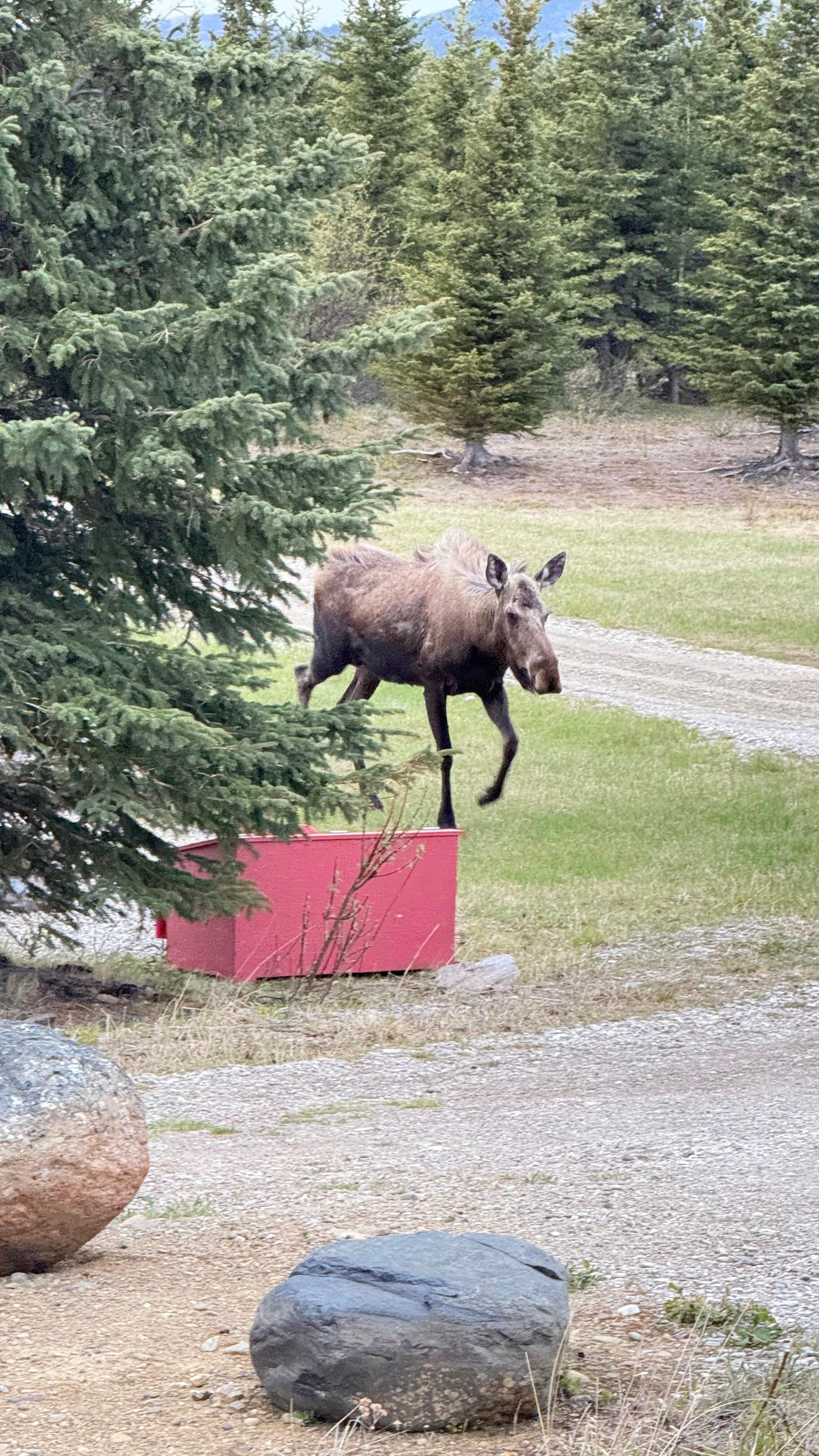 Moose day 1