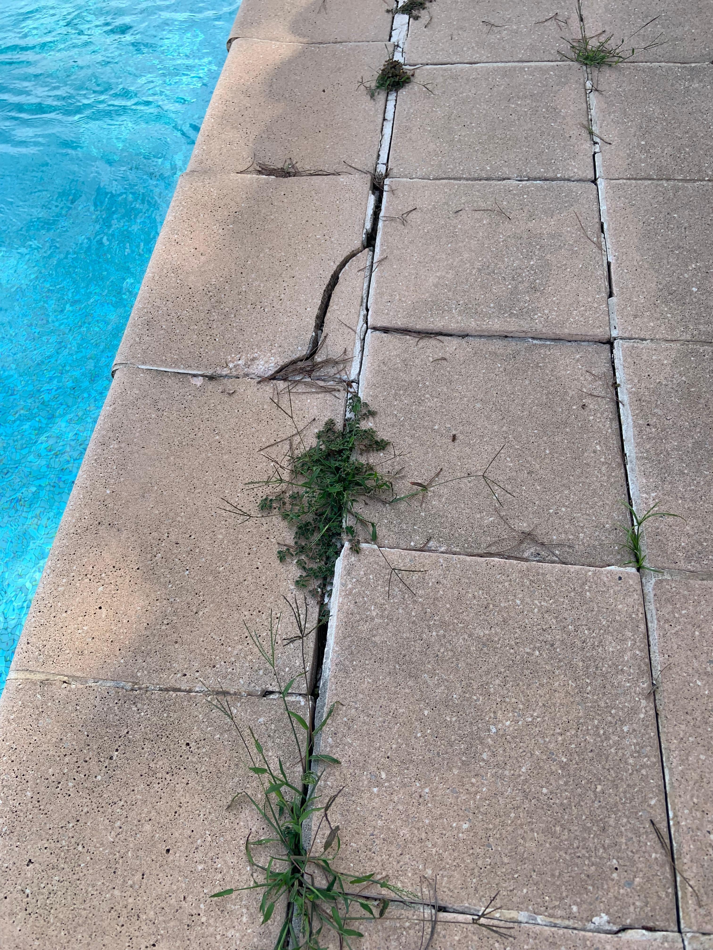 Cracked tiles and weeds
