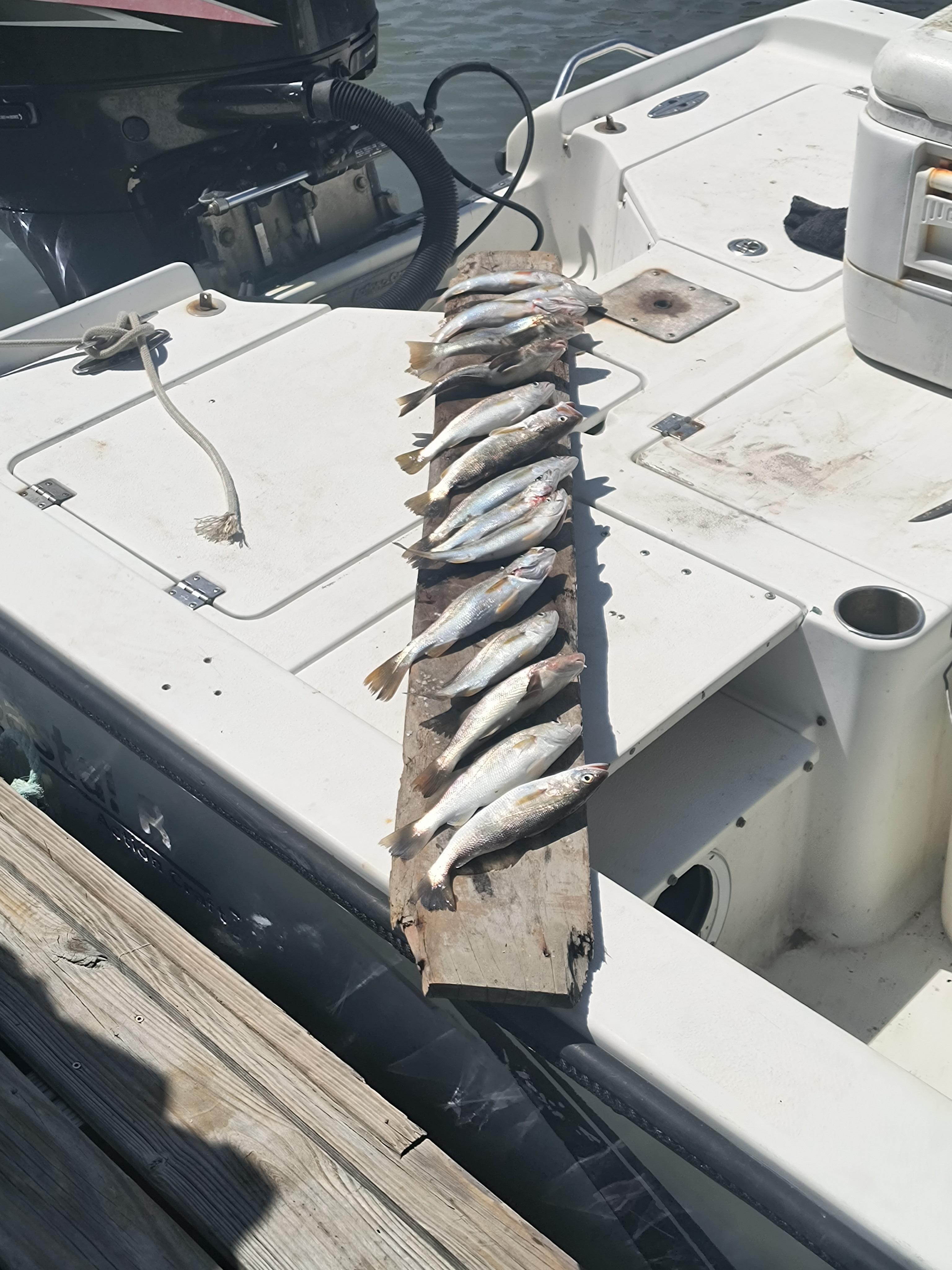 Nice little fishing trip 