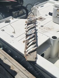 Nice little fishing trip