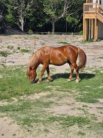 Wild Horse tour in Corolla
