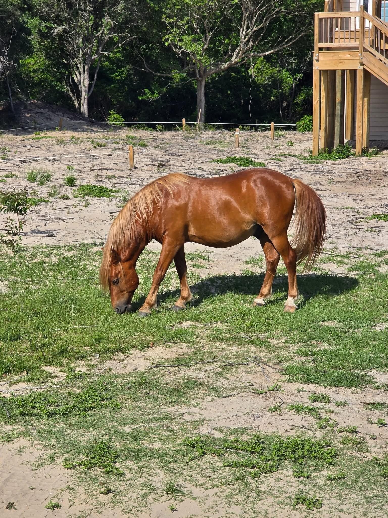 Wild Horse tour in Corolla 