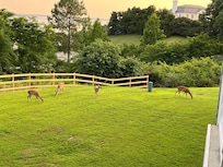 A few gentle creatures outside - view from our balcony.
