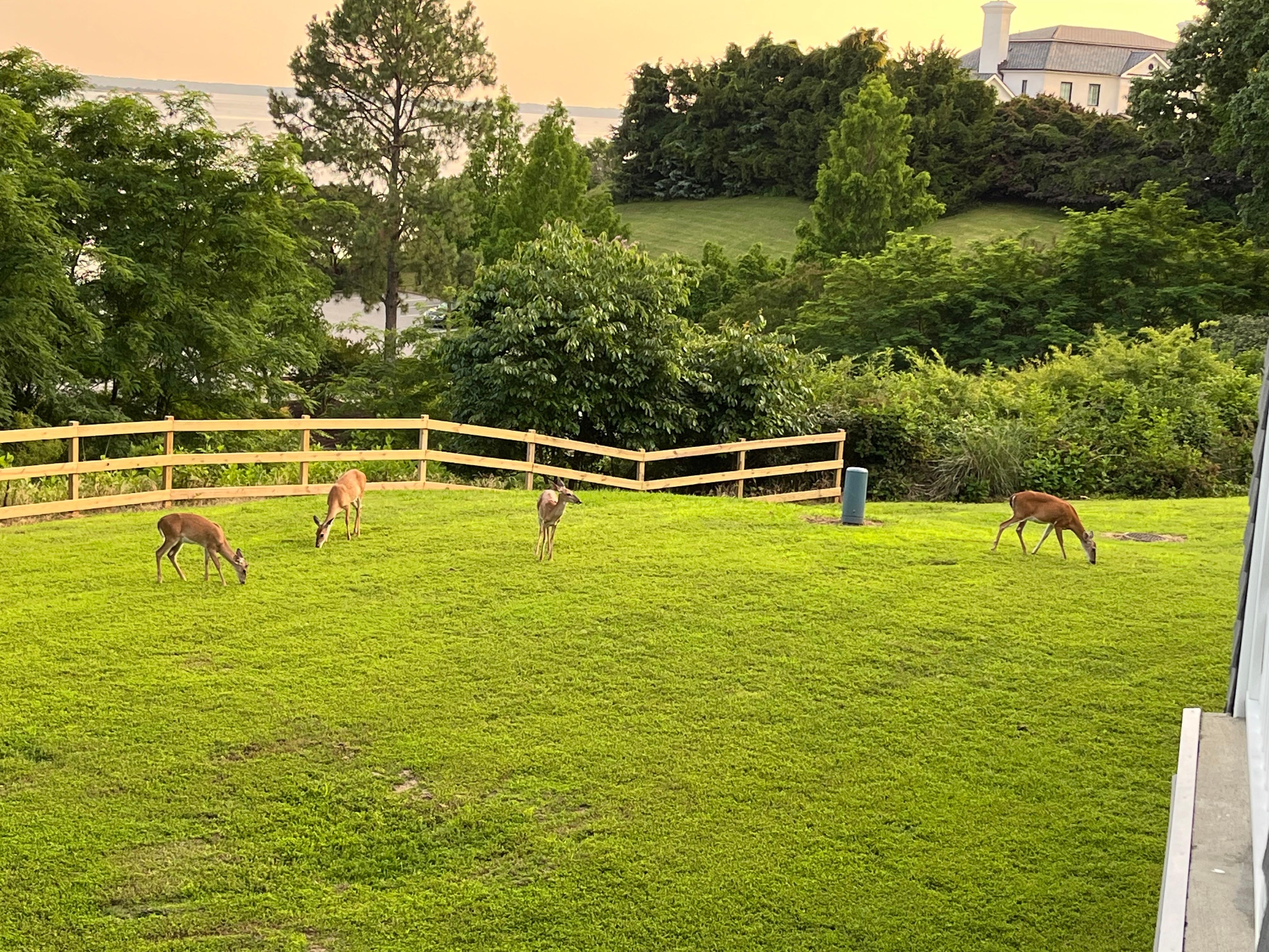 A few gentle creatures outside - view from our balcony.