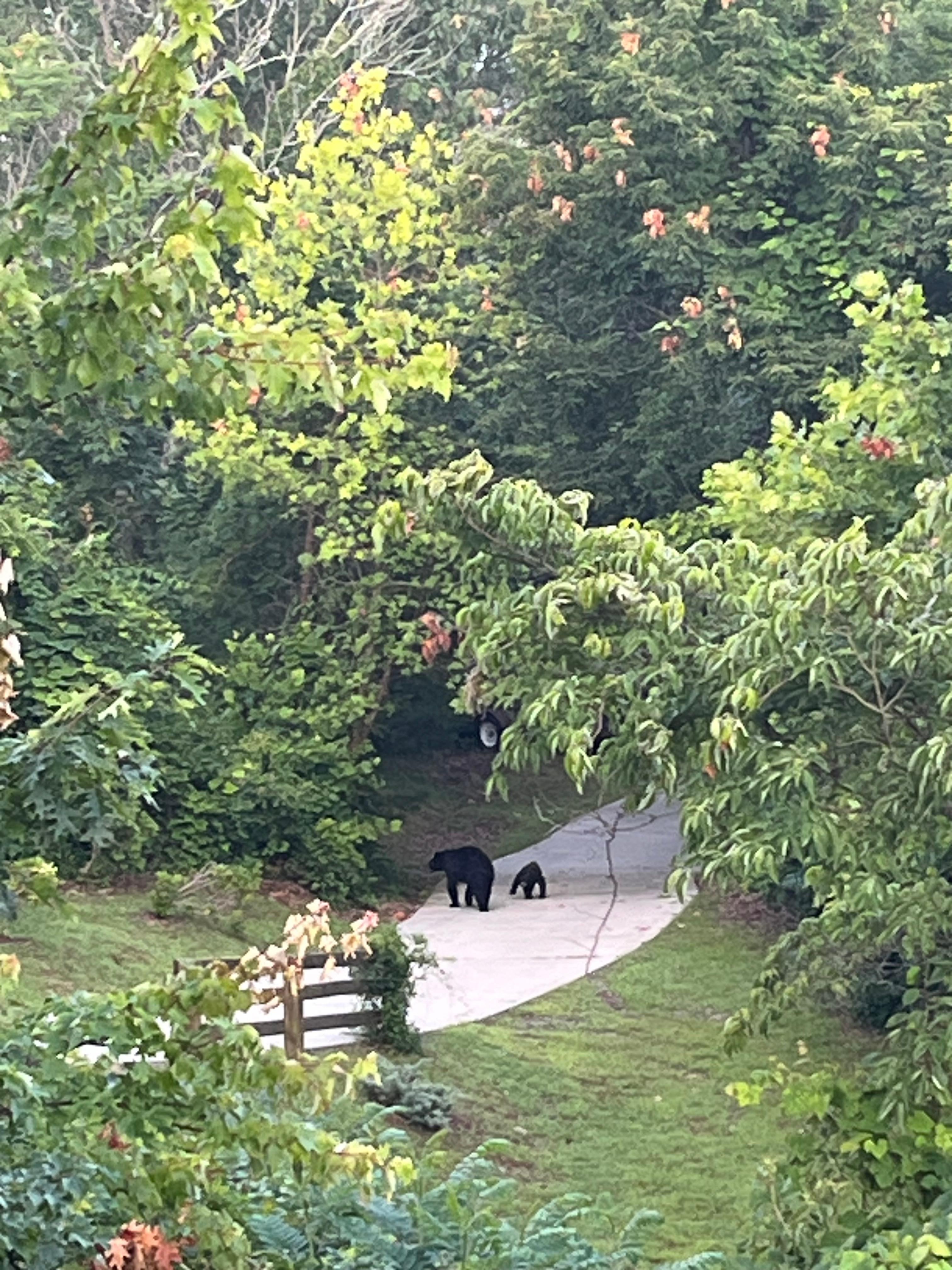 Frolicking on the driveway