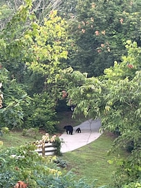 Frolicking on the driveway