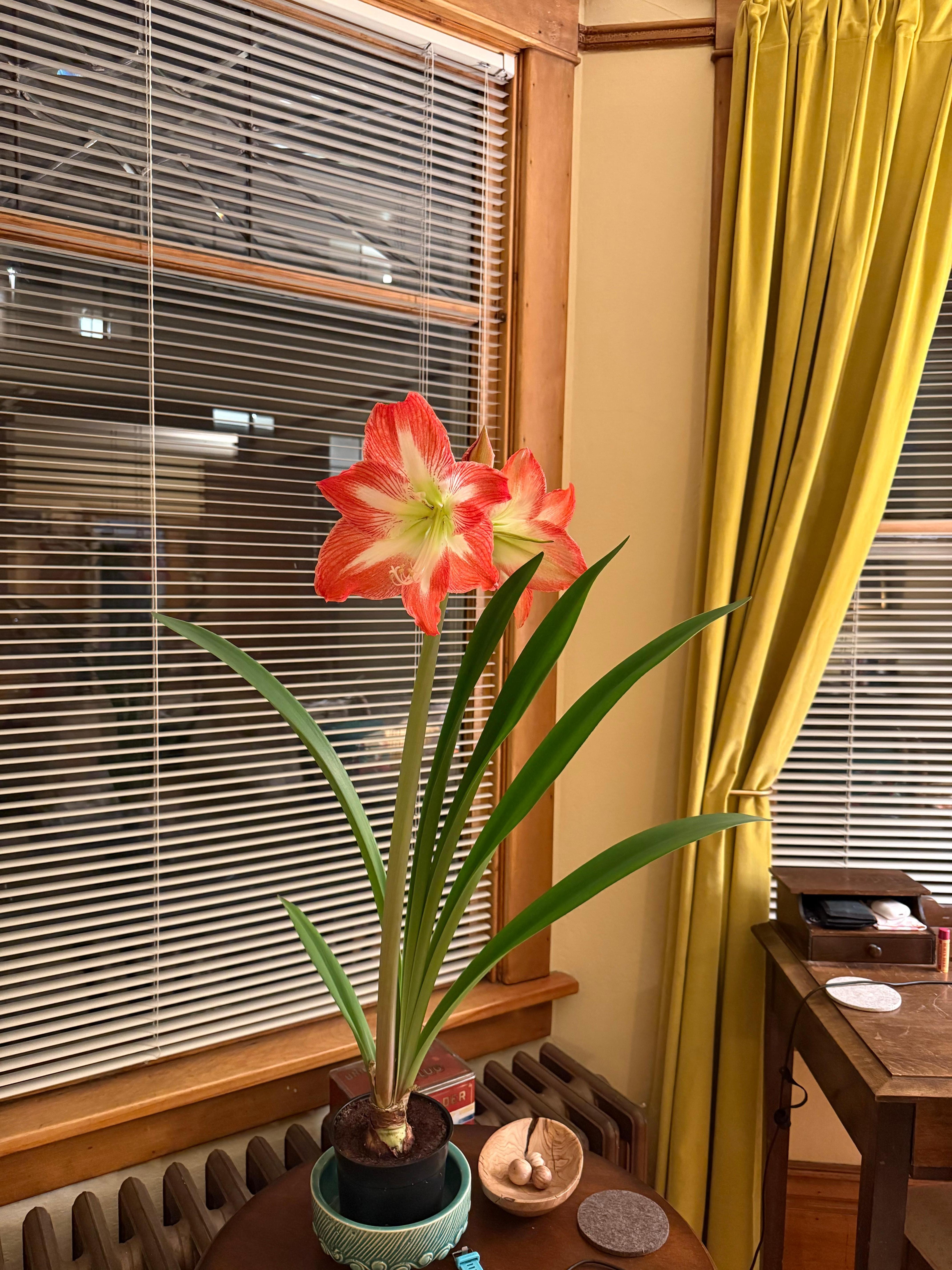 Bay window in the living room