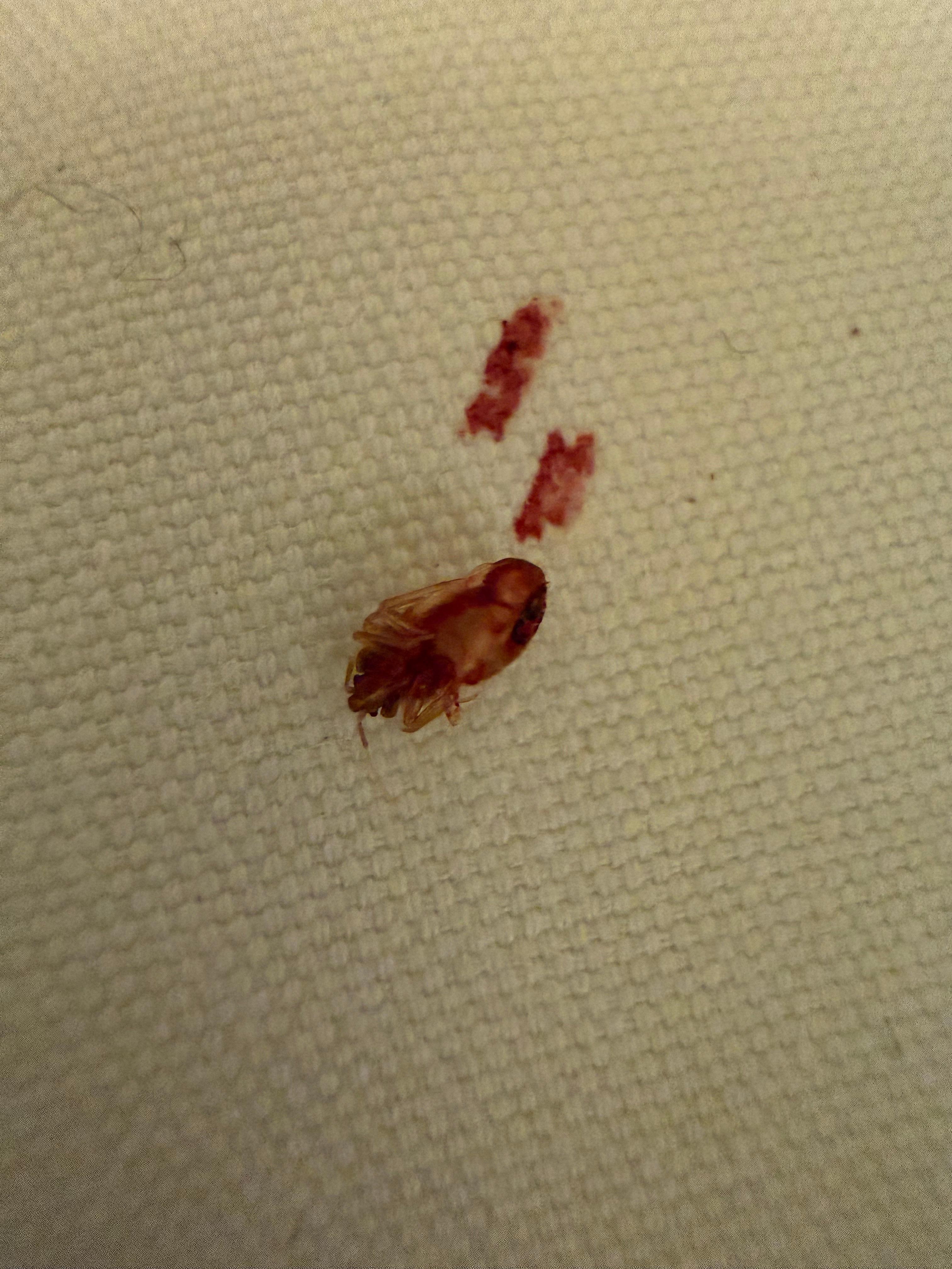 bed bug with frsh blood after sweeqing them