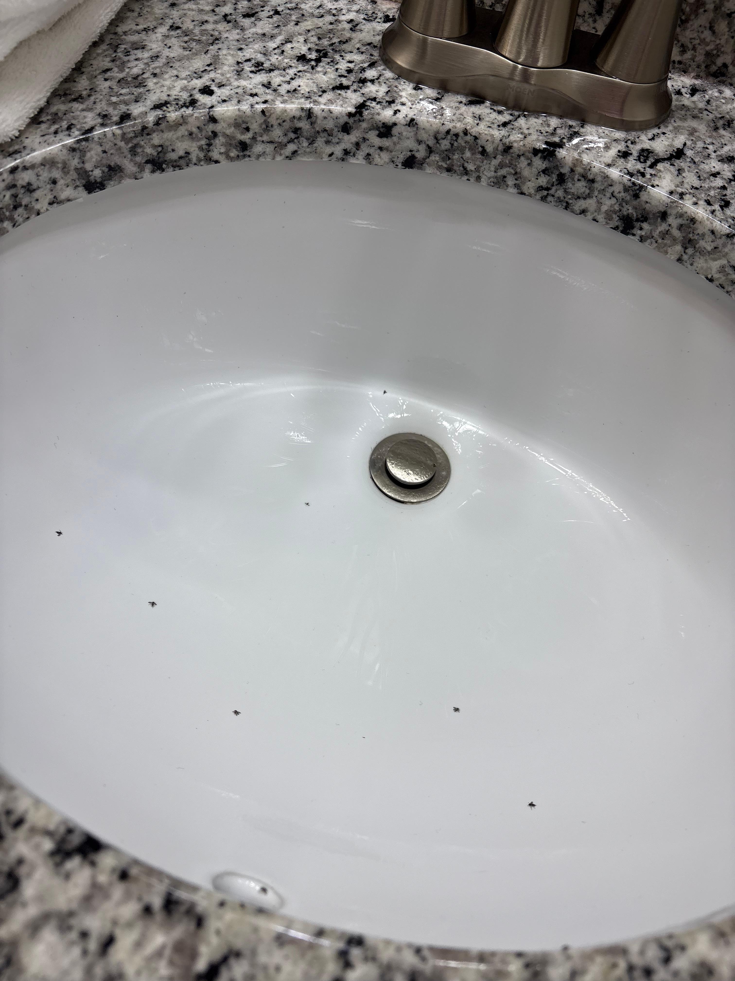 Gnats In Sink
