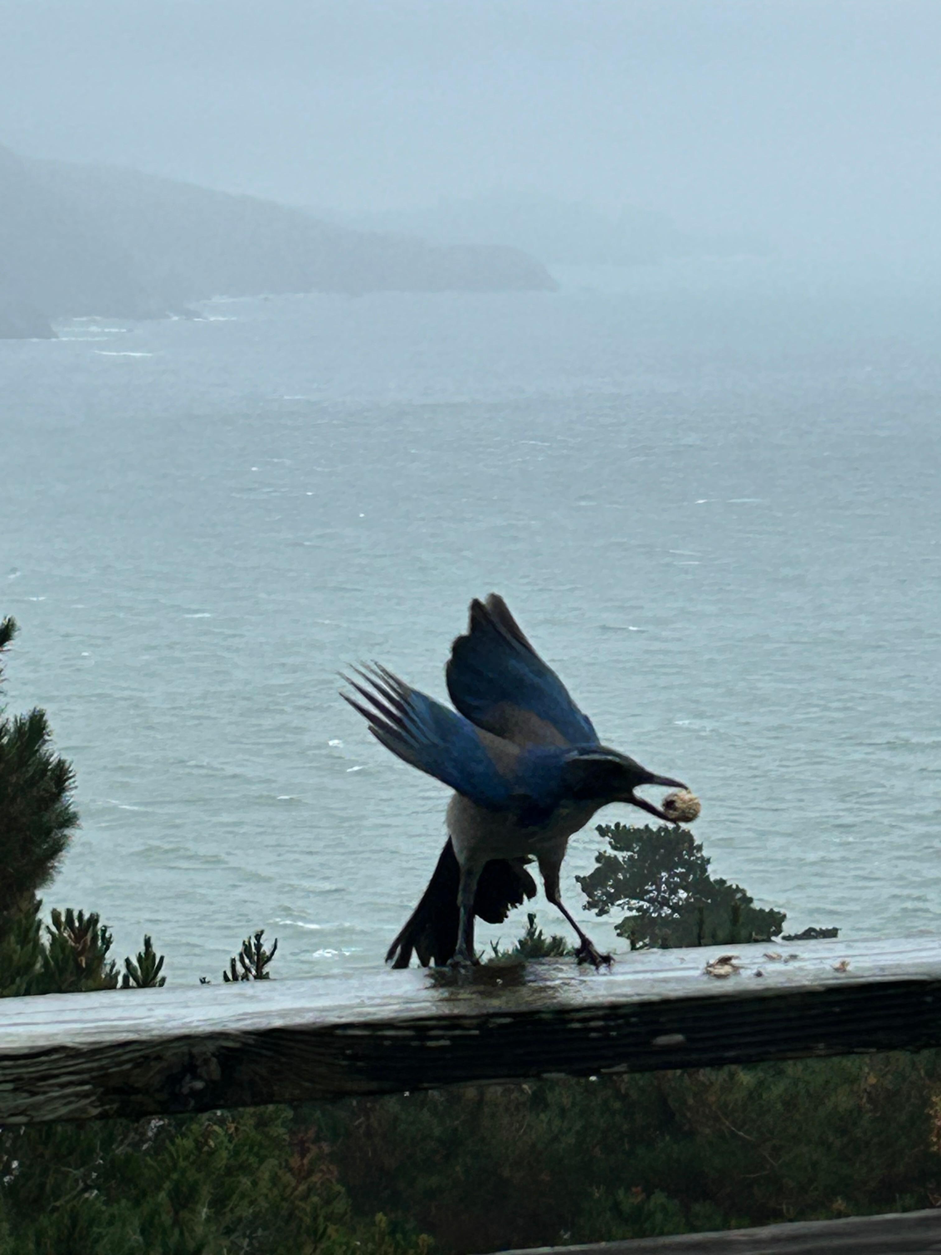 Scrub jays love to be fed!