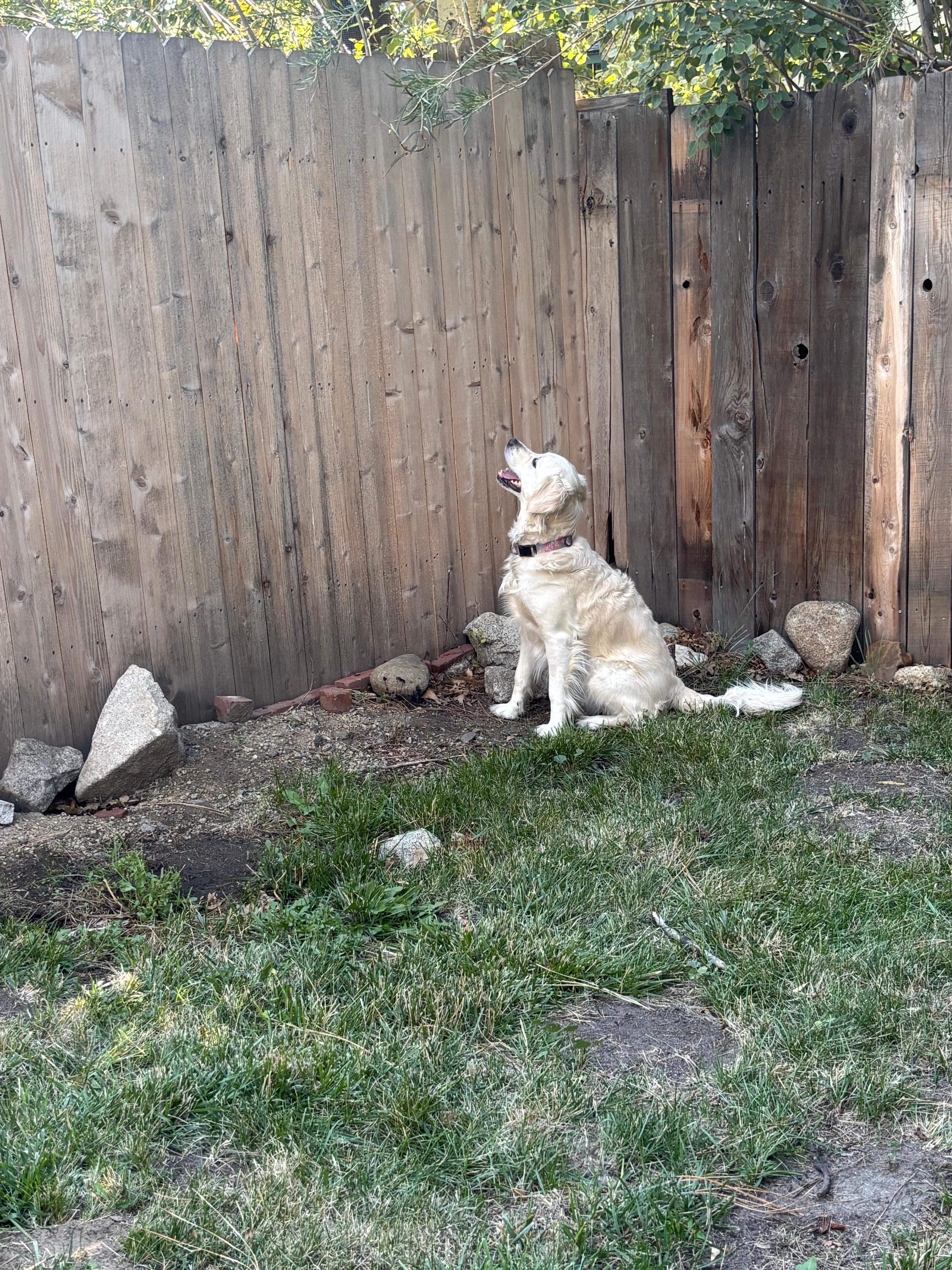 Entertaining Squirrels