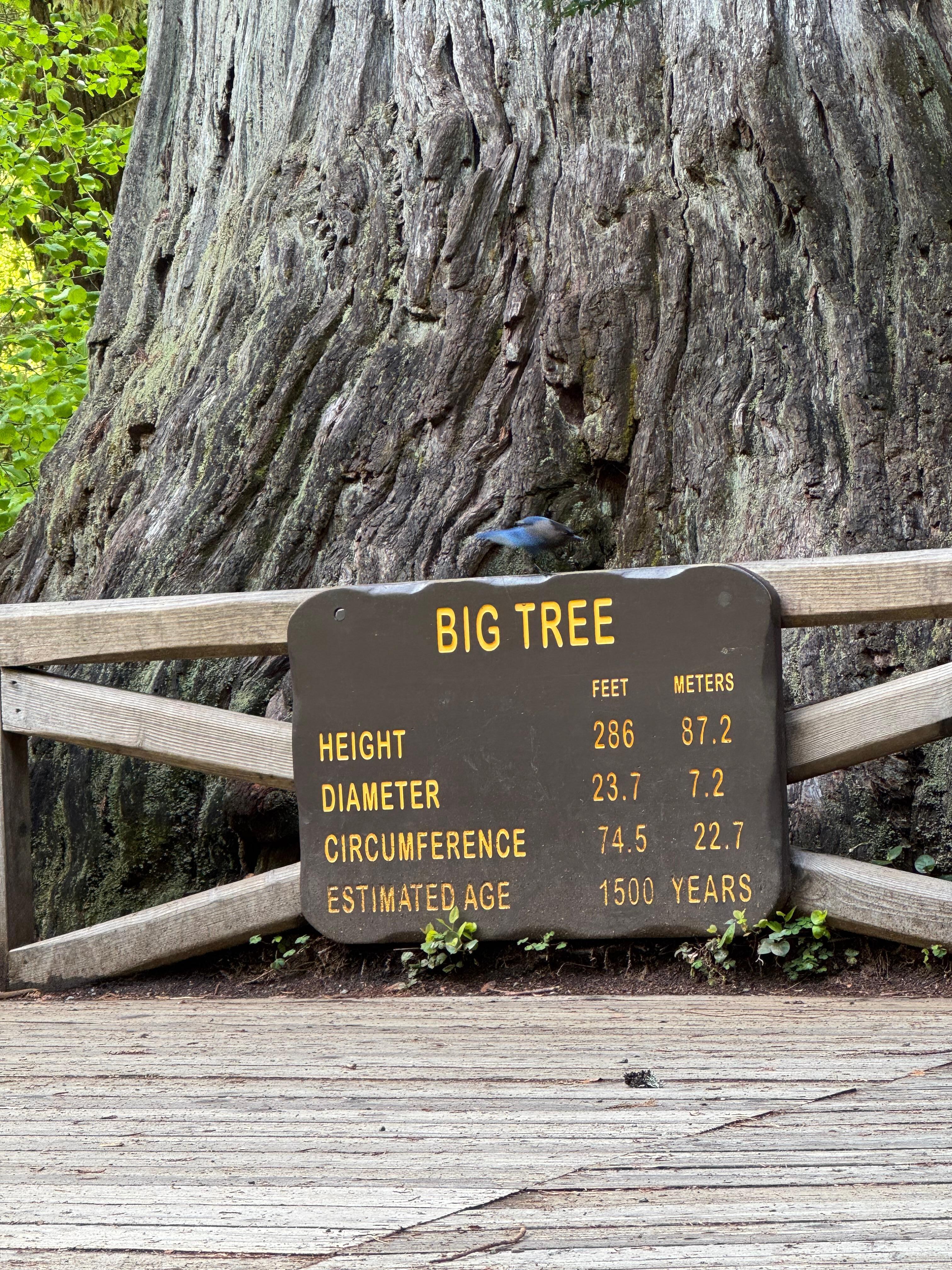 The Big Tree
