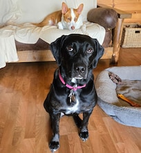 Our pups had a great vacation.