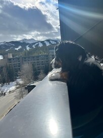 View from the condo was great! Even the dog loved it!