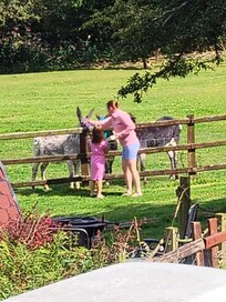 Donkeys