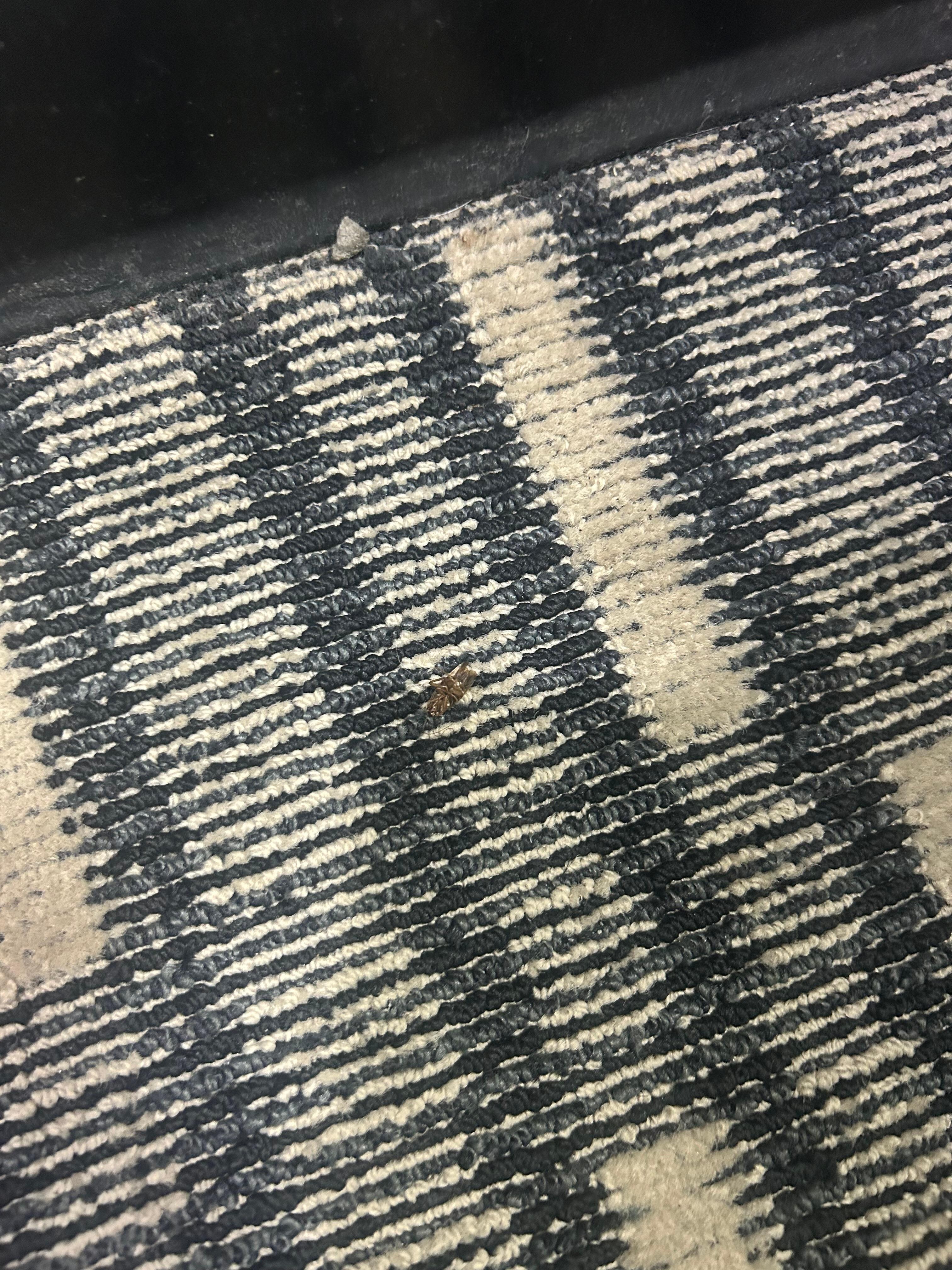 Roaches in the rooms