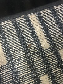 Roaches in the rooms