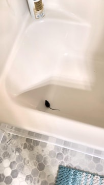 Mouse in master bathtub