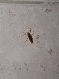 Cockroach #1