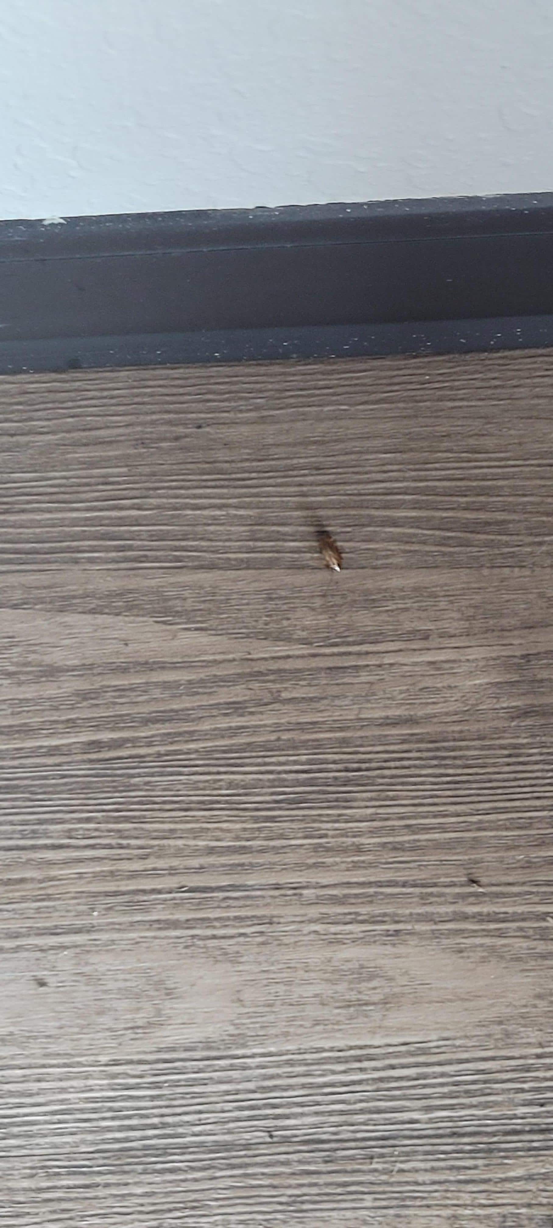 Roach that we killed