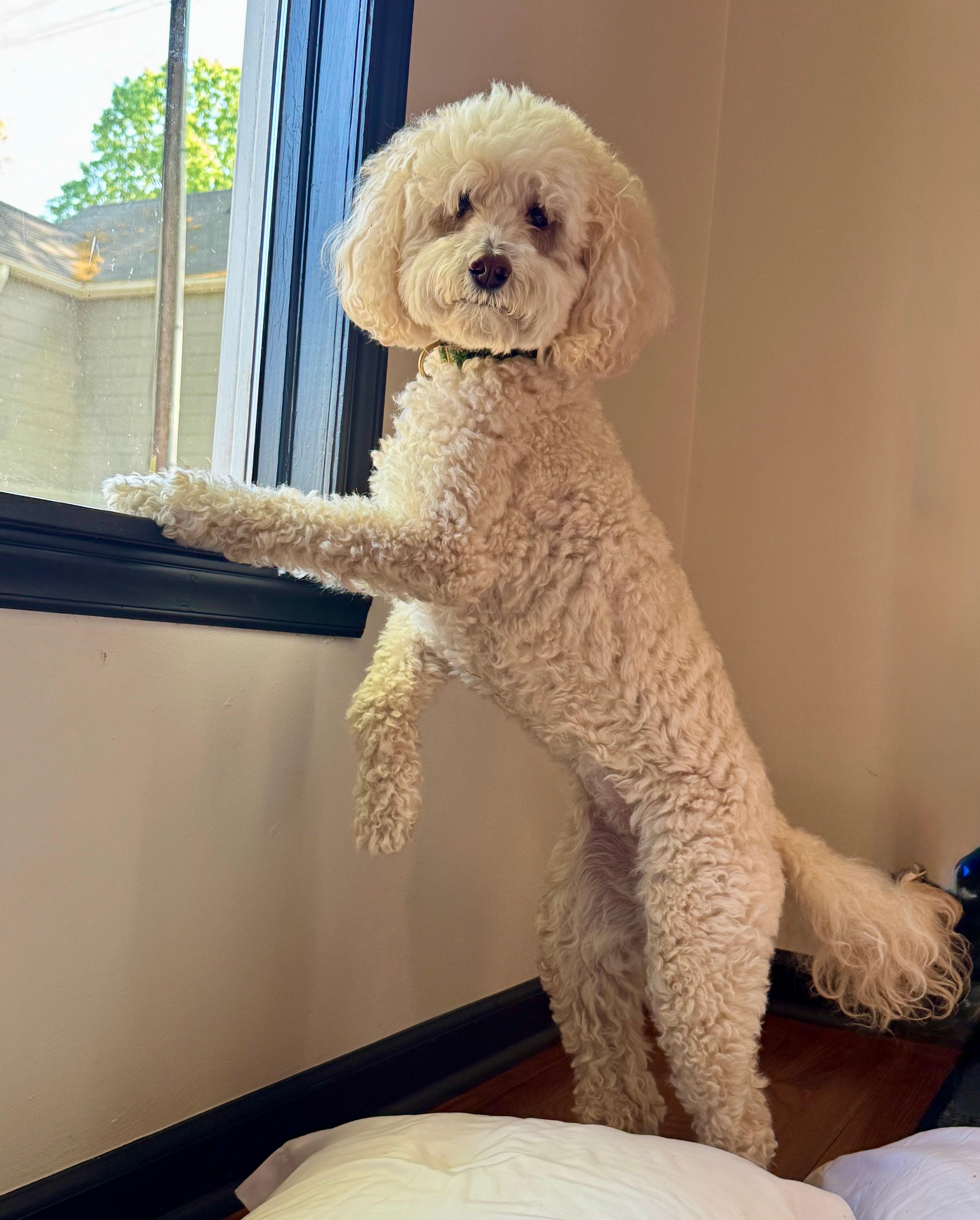 Juni monitoring for squirrels