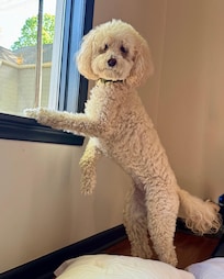 Juni monitoring for squirrels
