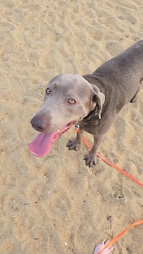 Our dog enjoying the beach.