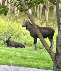 Moose in back yard.