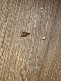 First dead roach, wasn’t able to get a pic of the live one and some of the nerd pieces under the bed