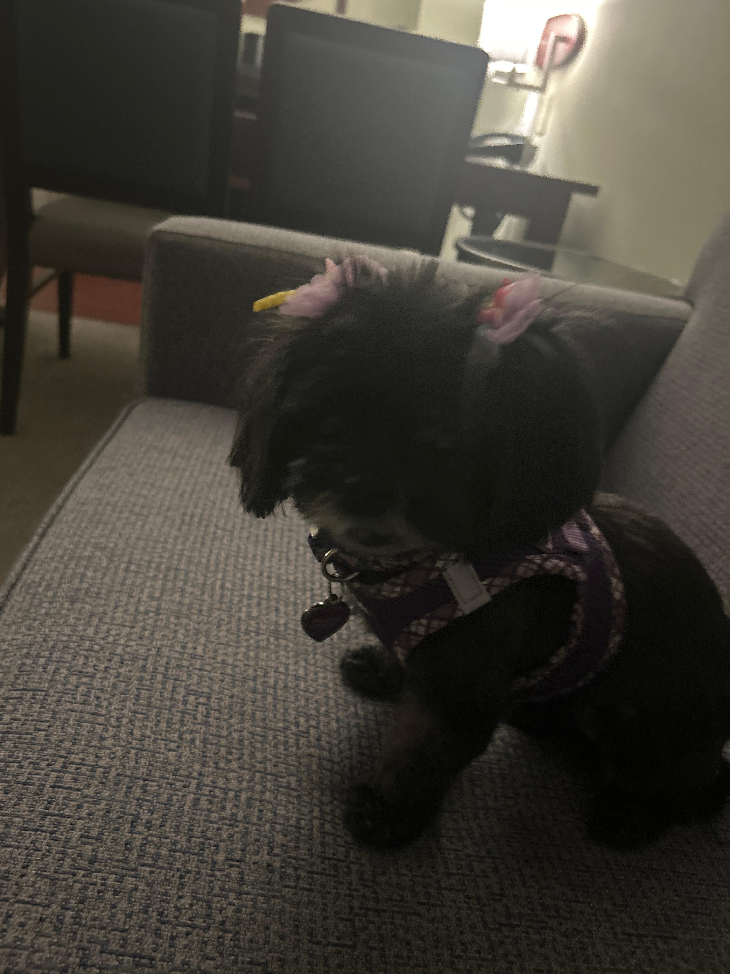 Dolly enjoyed the living room sofa and space!
