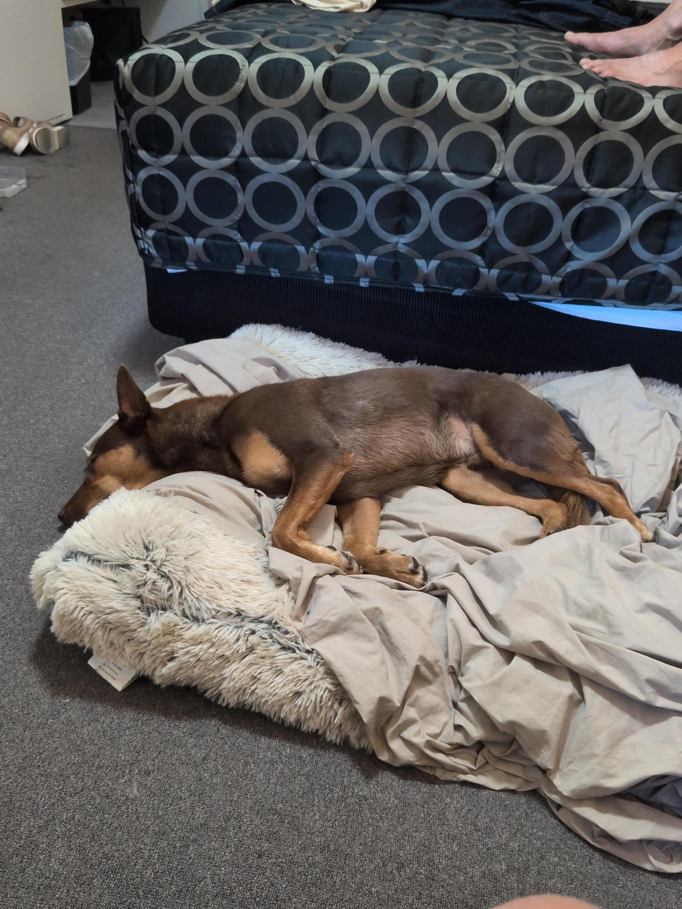 Benny is worn out after a big day of travelling 