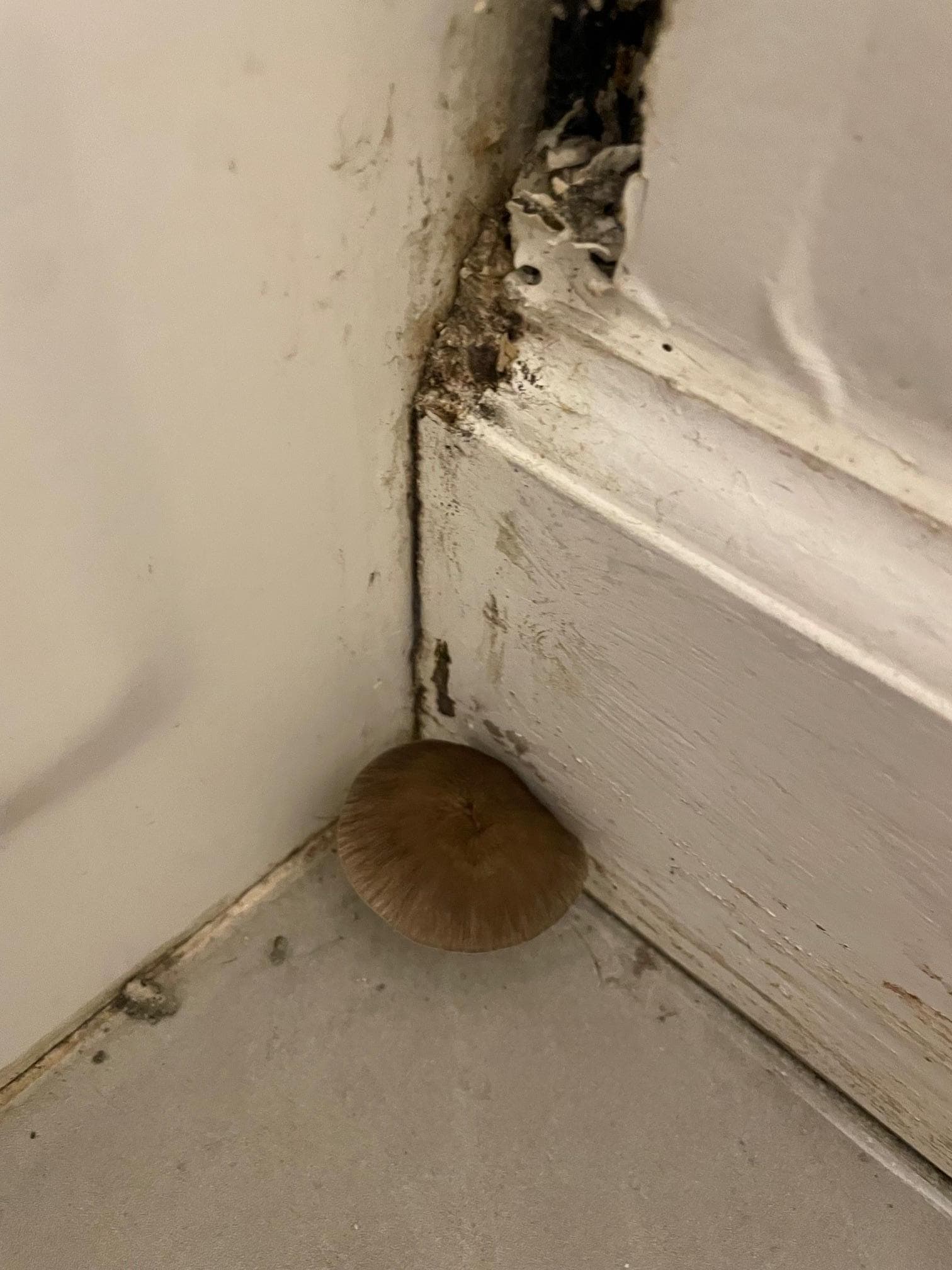 On March 30, day we left - A MUSHROOM!!!! Reported to VRBO and Management Company