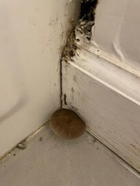 On March 30, day we left - A MUSHROOM!!!! Reported to VRBO and Management Company