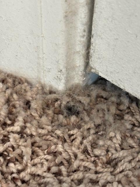 Carpet in Main Master