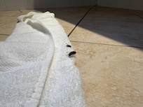 Wasps in the bathroom